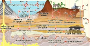 chemical precipitation: terrestrial carbon cycle [Credit: Encyclopædia Britannica, Inc.]