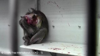 Monkey with infected wound