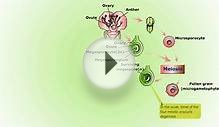 Devlopment of Gametophytes and Nuclear Fusion HD Animation