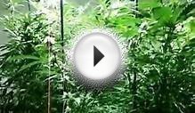 Plasma Grow Lighting - Cannabis Grow Test (Part 2)